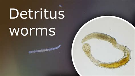 Detritus Worms: Your Tiny White Worms in Your Aquarium - The Aqua Advisor