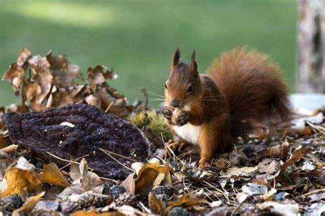 What Are Squirrels Good For? 5 Surprising Benefits