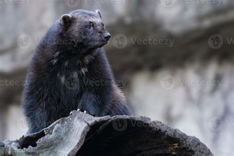 Wolverine portrait while hunting 20300449 Stock Photo at Vecteezy