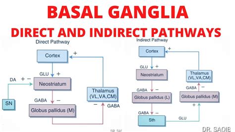 Basal Ganglia | Direct and Indirect Pathways | Neuroanatomy | Basal ganglia, Directions, Learning