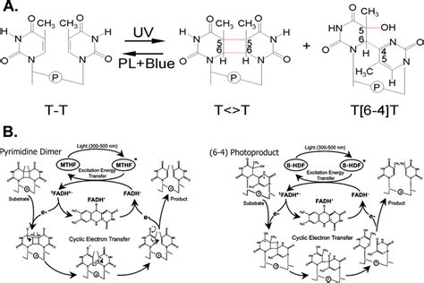 Structure and Function of Photolyase and in Vivo Enzymology: 50th ...