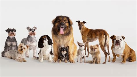 Which dog breeds live the longest and are the best behaved? - Vishwadha ...