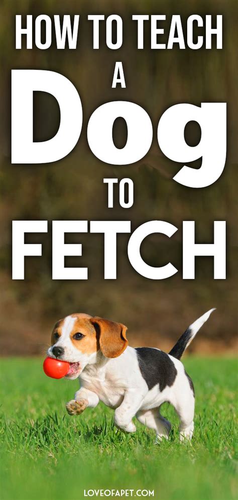 How to Teach a Dog to Fetch: 6 Steps - Love Of A Pet | Teach dog to fetch, Dog training, Dog ...