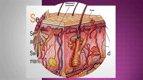 SKIN-LAYERS AND FUNCTIONS - YouTube