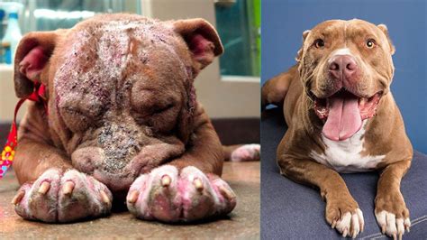 31 Rescued Animals (BEFORE & AFTER) | Animals, Rescue dogs, Dogs