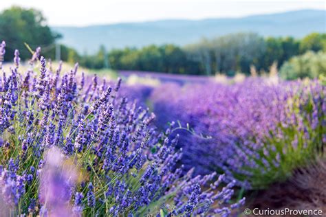 Guide to Lavender in Provence - Curious Provence