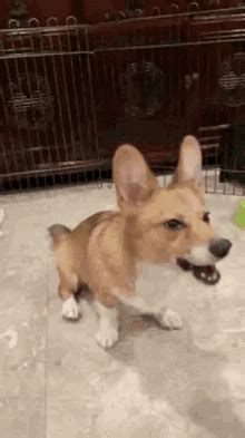 Bye Dog GIFs | Tenor