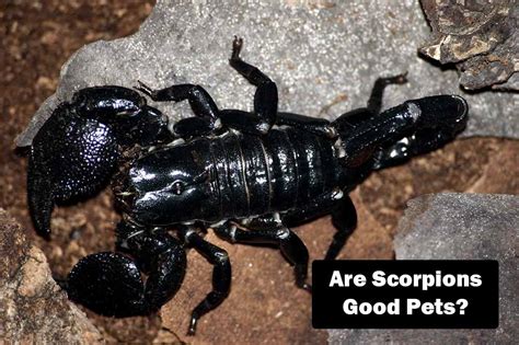 Taming the Sting: Keeping Scorpions as Pets (Is It Safe ...