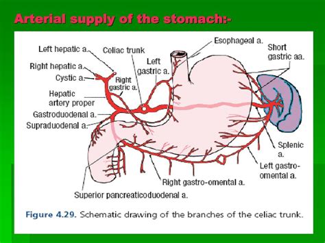 PPT - Abdominal Wall & Stomach PowerPoint Presentation, free download - ID:2316338