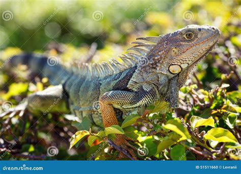 nama-hewan2016: iguana natural habitat Images