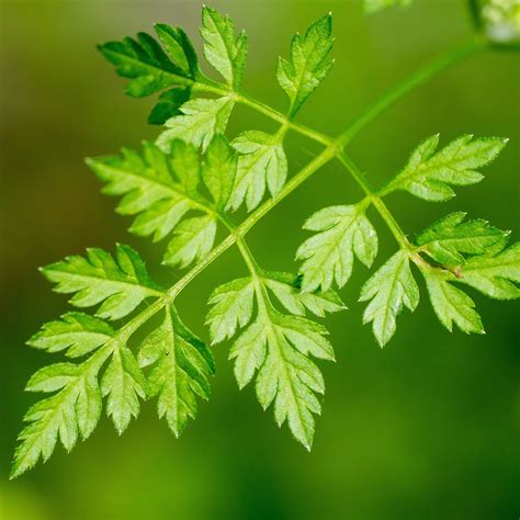 Chervil Seeds - Winter - 3 g Packet ~1200 Seeds - Anthriscus cerefolium - Culinary Herb ...