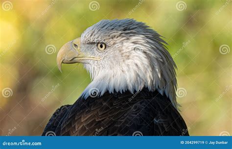 American Bald Eagle Gets a Close Up Head Shot Stock Image - Image of ...