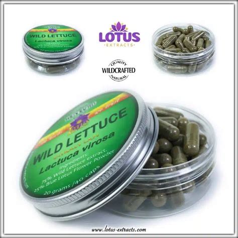 Wild Lettuce Extract Capsules (Lactuca virosa) - Lotus Extracts