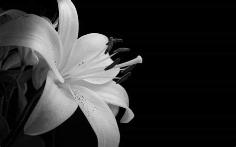 flowers, Monochrome, Lilies Wallpapers HD / Desktop and Mobile Backgrounds