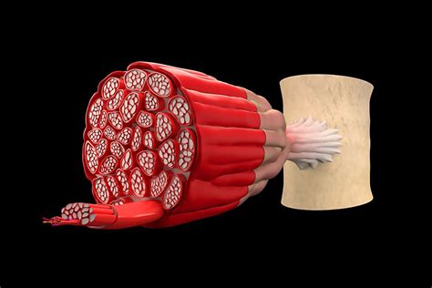 Hipertrofia muscular – ¿Qué es y cómo se logra?