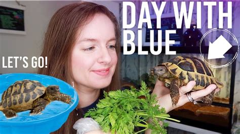 Tortoise Goes Swimming | Daily Tortoise Routine - YouTube