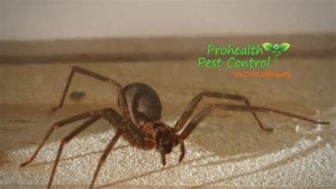 5 Signs of a Brown Recluse Infestation in Your Home