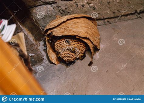 Nest of European Hornets Vespa Crabro Stock Photo - Image of threat ...