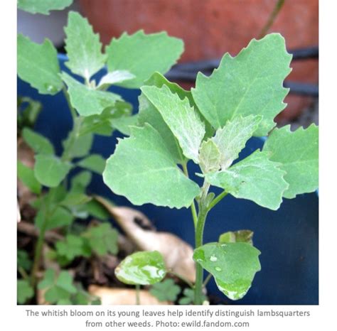 Lambsquarters: Edible, But Don’t Let It Near Your Veggies! - Laidback ...