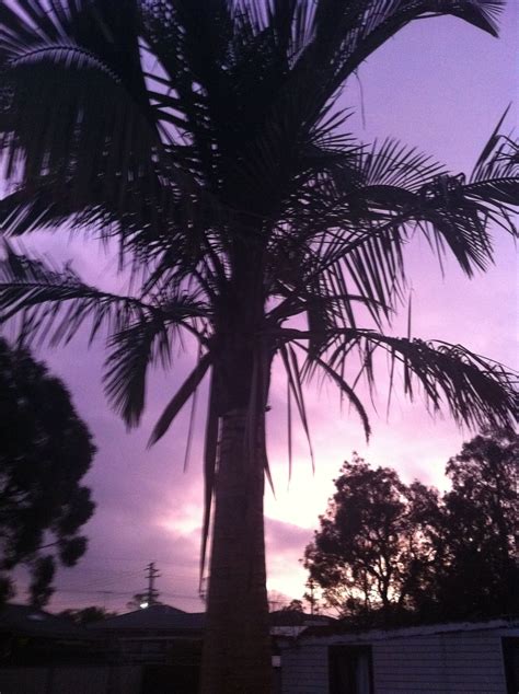 Palm trees,! Pink;) | Beach photos, Photo, Palm trees