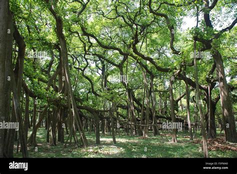 Great banyan tree Botanical garden at Howrah ; Calcutta ; West Bengal Stock Photo: 88241048 - Alamy