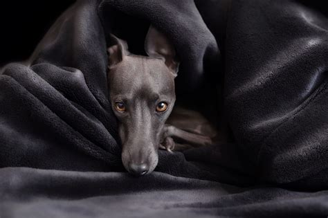 10 Most Adorable Italian Greyhound Names for Your Male Pup - Italian ...