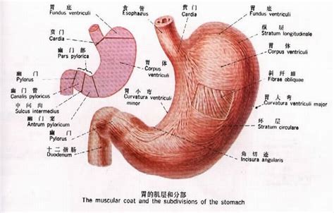 胃解剖-人体解剖图,_医学图库