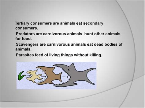 Unit 6 The Biosphere | PPT | Free Download