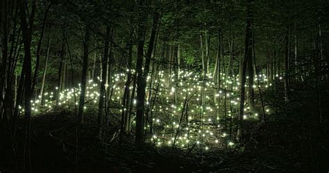 Enchanted Forest At Night, Magical Night Forest HD wallpaper | Pxfuel