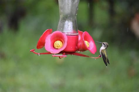 Premium Photo | Close-up of hummingbird