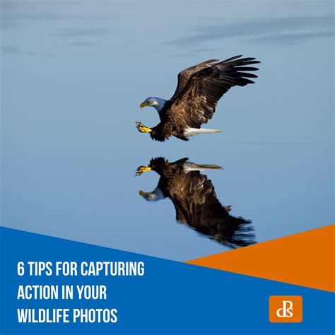 6 Tips for Capturing Action in Your Wildlife Photos