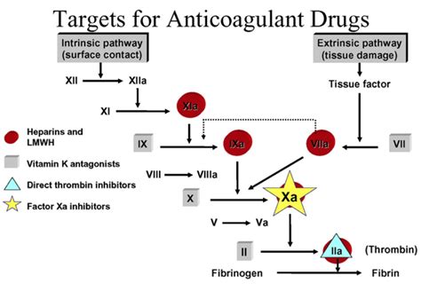 Anticoagulation Medications - Basic Science - Orthobullets