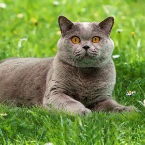 Best British Shorthair Cat Breeders - Cat Kingpin