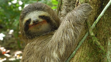 Animal Misfits | Three-toed Sloth: The Slowest Mammal in the World | Nature | PBS