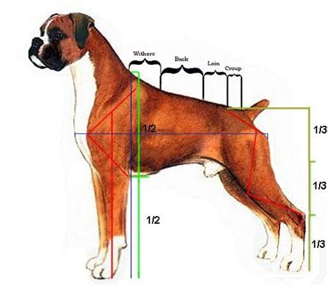 Anatomy of a Boxer | Boxer dogs, Dogs, Dog anatomy