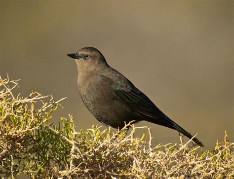 female Brewers Blackbird (Euphagus cyanocephalus) by Len_Blumin | Black ...