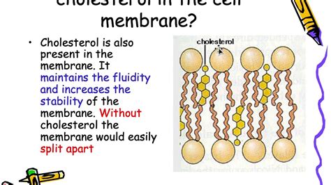 Cell membrane, its structural composition and transport across it - YouTube