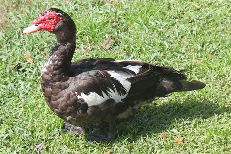 Muscovy Duck - Florida Duck Identification