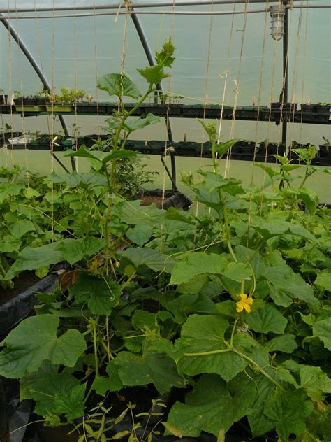 Greenhouse Cucumbers | Cucumbers growing in a greenhouse | Kurt Morrow ...