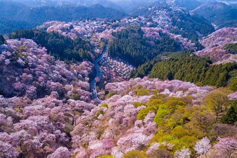 4 Tips for Your Japan Cherry Blossom Trip in 2024 | Zicasso