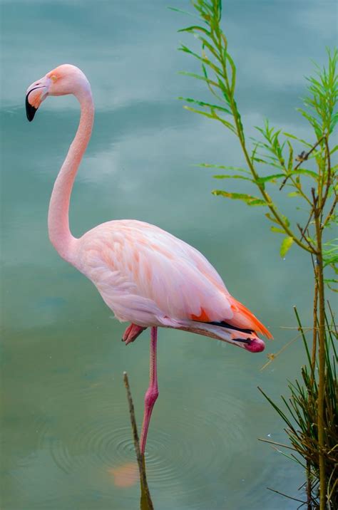 73 best Pink Flamingo images on Pinterest | Beautiful birds, Flamingos and Pink flamingos