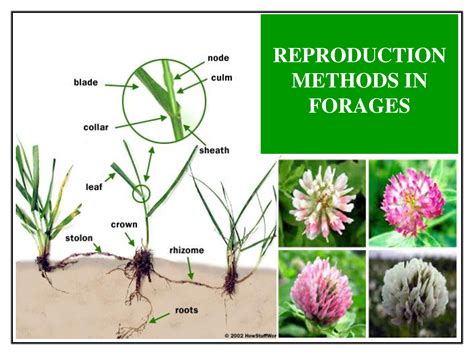 SOLUTION: 5 reproduction methods - Studypool