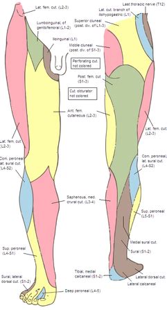 Anterior cutaneous branches of the femoral nerve - Wikipedia