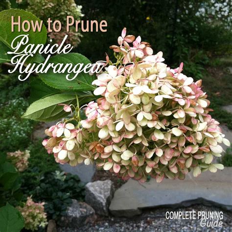 How to Prune Panicle Hydrangeas - The Complete Pruning Guide