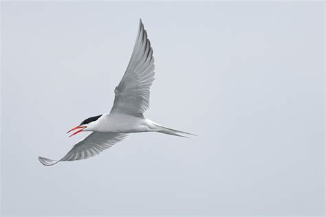 Common Tern Seabird Bird - Free photo on Pixabay - Pixabay