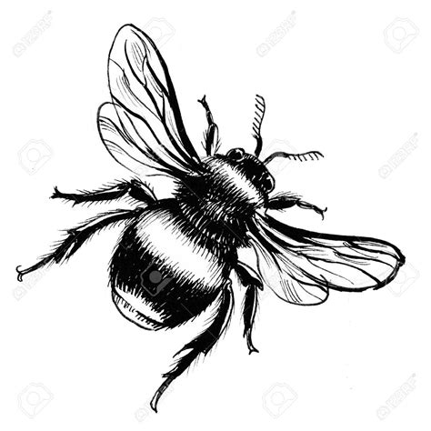 Black And White Carpenter Bee