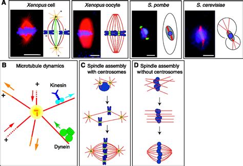 The Mitotic Spindle: A Self-Made Machine | Science