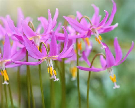 Woodland plants: 10 of the best for shady areas in a garden | Homes & Gardens