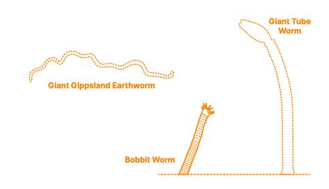 Bobbit Worm (Eunice aphroditois) Dimensions & Drawings | Dimensions.com