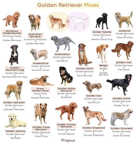 Golden Retriever Mix